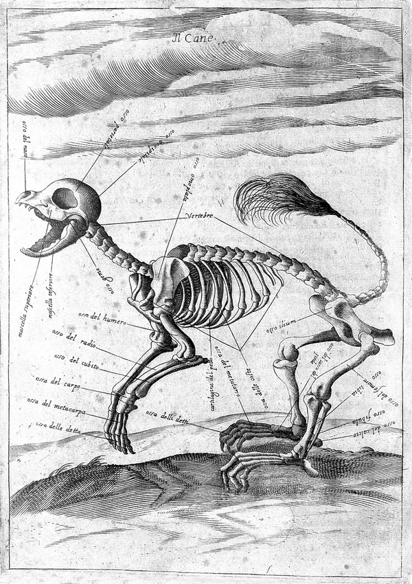Old Italian engraving of a dog’s skeleton with its bones labelled