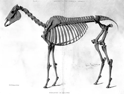 Engraving of the skeleton of the racehorse Eclipse