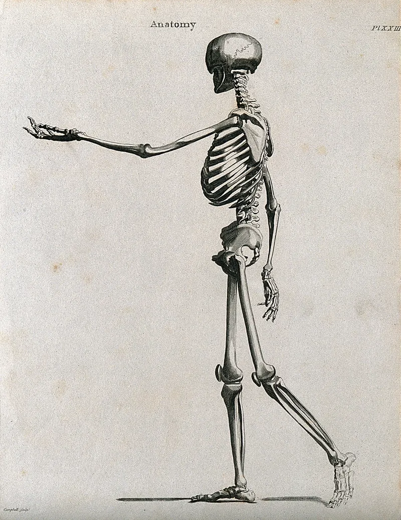 Engraving of a human skeleton walking, seen from the side