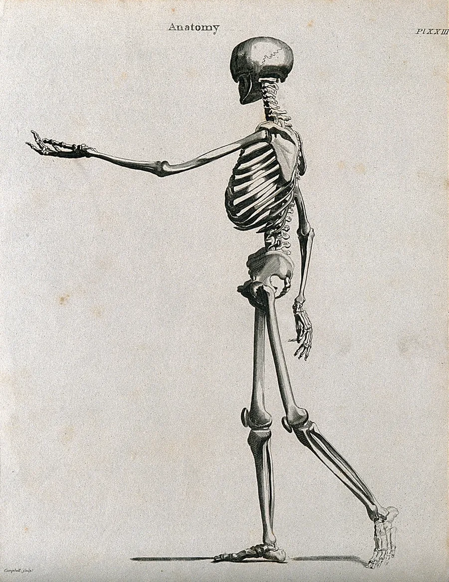 Engraving of a human skeleton walking, seen from the side